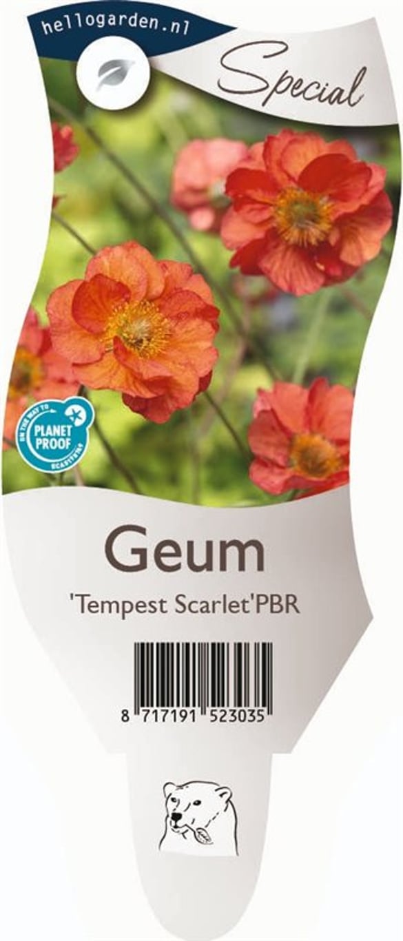 Geum Scarlet Tempest - P11